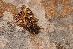 David Plant Photography - Wildlife Photography - Grayling - A